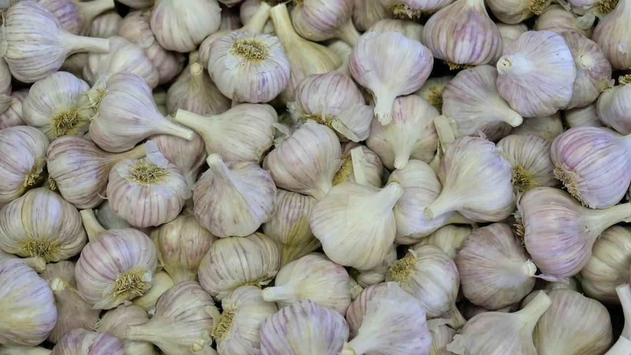 Как открыть бизнес на чесноке